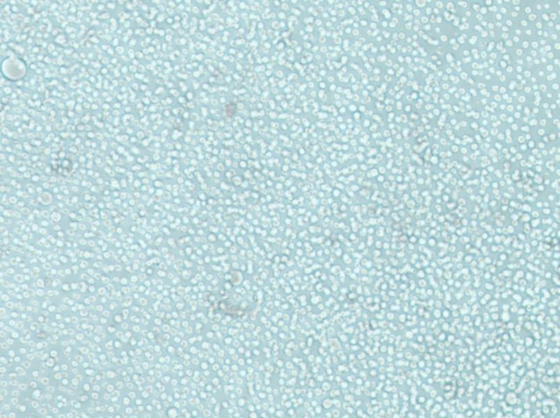 LAMA-84 Cell Complete MediumLAMA-84 Cell Complete Medium - 3