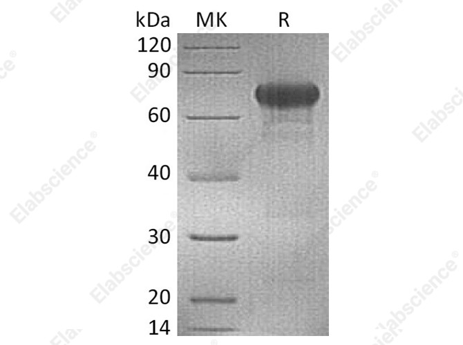 Recombinant Human OX40/TNFRSF4 Protein (mFc Tag) - 1