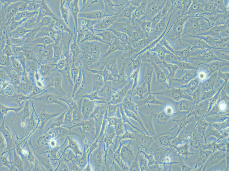 MG-63 Cell Complete Medium - 5