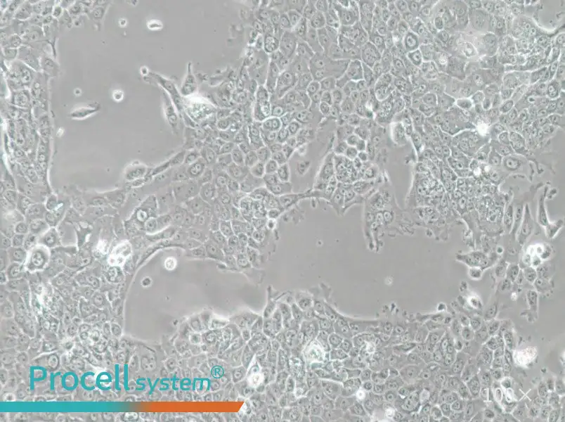 MCF-12A Cell Complete Medium - 1