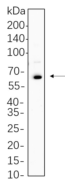 Recombinant Oct-2 Monoclonal Antibody-searchlist-1
