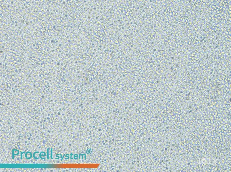 THP-1 Cell Complete Medium - 3