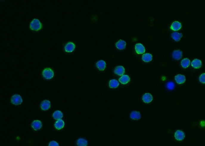 Recombinant CD55/DAF Monoclonal Antibody-searchlist-1