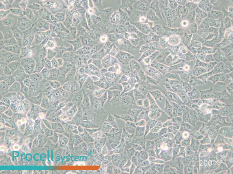 HuTu-80 Cell Complete Medium - 5