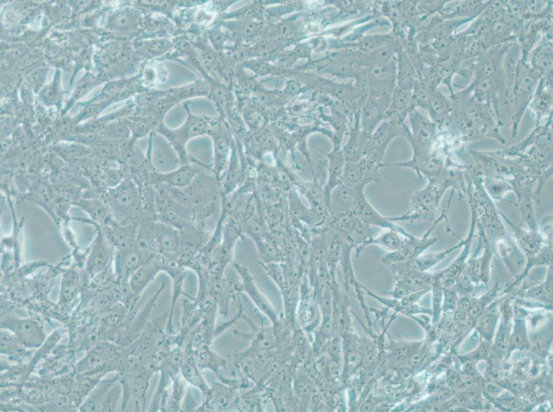 MOG-G-UVW Cell Complete Medium - small - 5