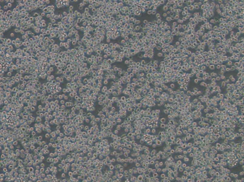 EL4 Cell Complete MediumEL4 Cell Complete Medium - 3