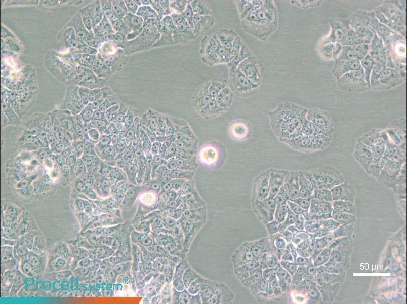 NCI-H1437 Cell Complete Medium - small - 4