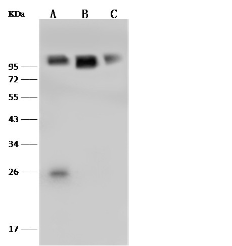 Recombinant VCAM1/VCAM-1/CD106 Monoclonal Antibody-searchlist-1
