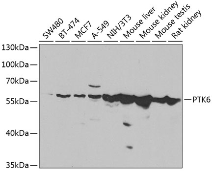 Western blot analysis of extracts of various cell lines using PTK6 Polyclonal Antibody at 1:1000 dilution.