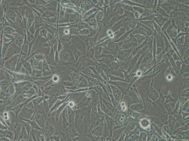 MO3.13 Cell Complete Medium - 5