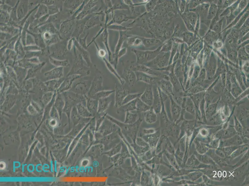 MO3.13 Cell Complete Medium - 6