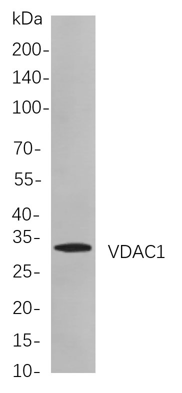 Recombinant VDAC1 Monoclonal Antibody-searchlist-1