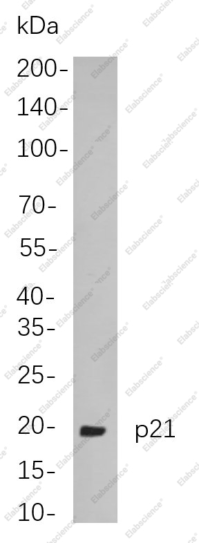 Recombinant p21 Monoclonal Antibody - 1