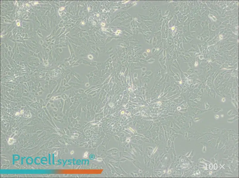 MCF 10A Cell Complete Medium - 2