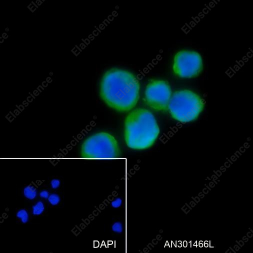 Recombinant CD169 Monoclonal Antibody - 3