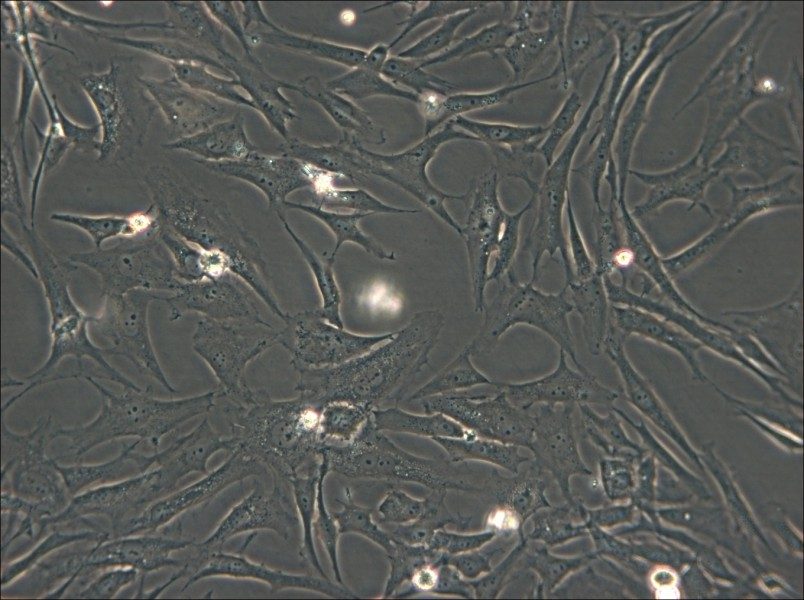 HS-27A Cell Complete Medium - small - 6