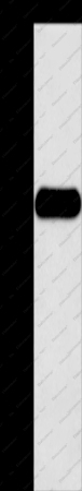 Histamine H3 Receptor Polyclonal Antibody - 1