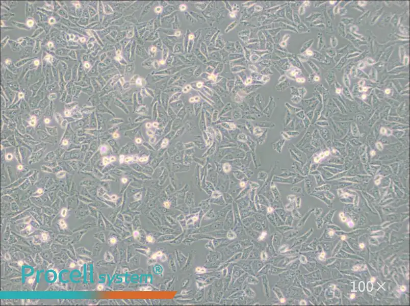 NCI-H1703 Cell Complete Medium - 1