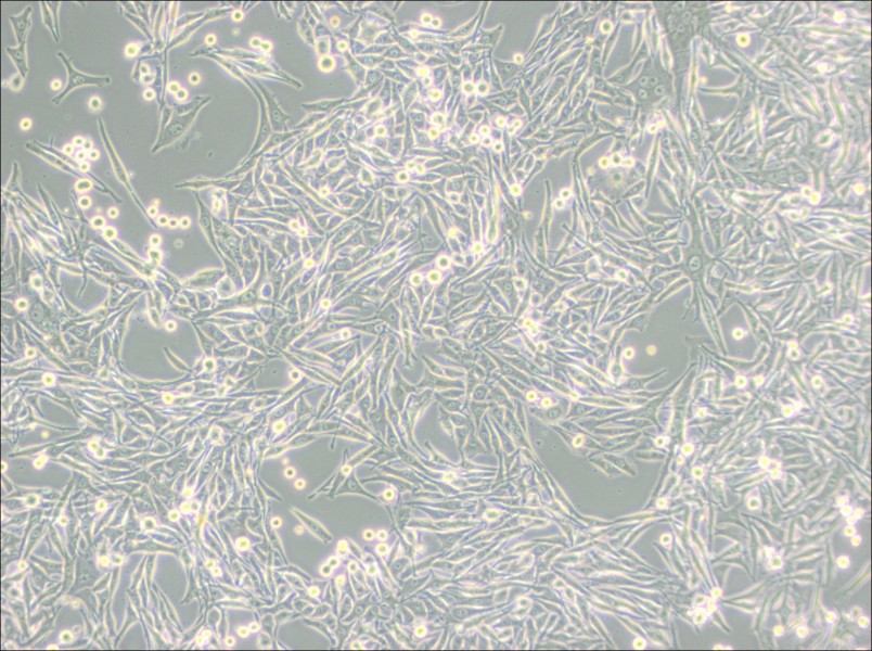 HMY-1 Cell Complete Medium - 3