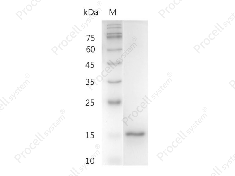 IL-1&alpha;/IL1F1, Human, Recombinant