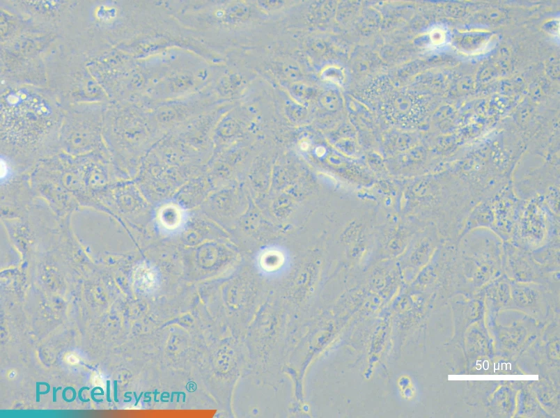 NCI-H2052NCI-H2052 - 5