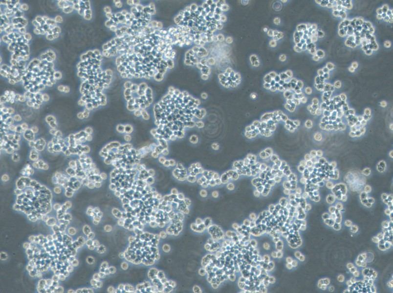 GH3 Cell Complete Medium-searchlist-1