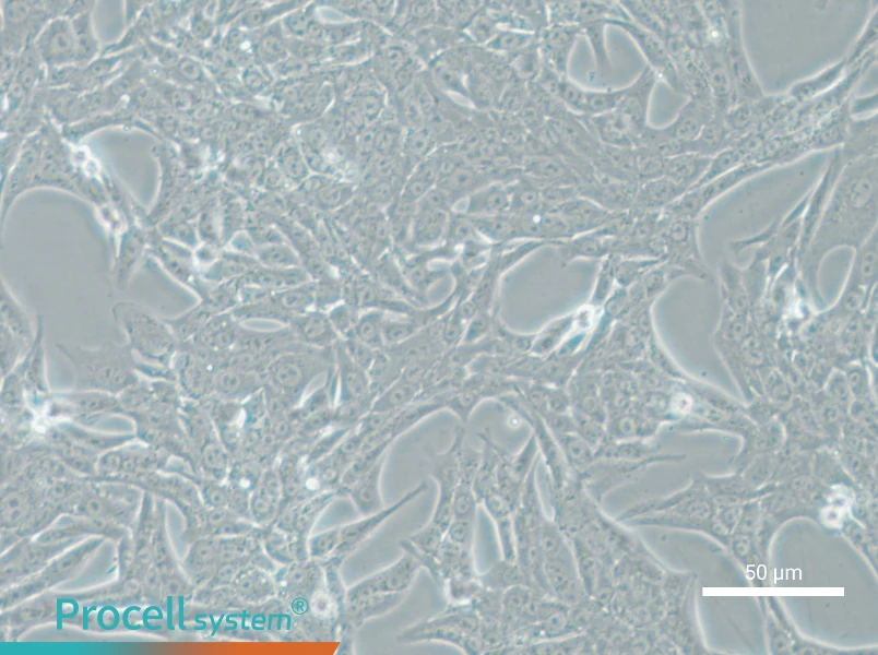 Renca-LUC Cell Complete Medium - 5