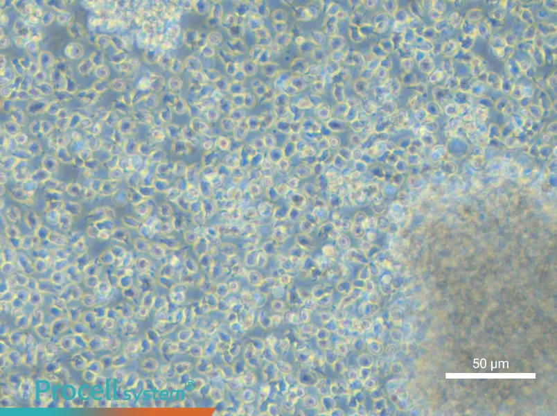 NCI-BL1437 - 4