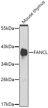 Western blot analysis of extracts of mouse thymus using FANCL Polyclonal Antibody at 1:1000 dilution.