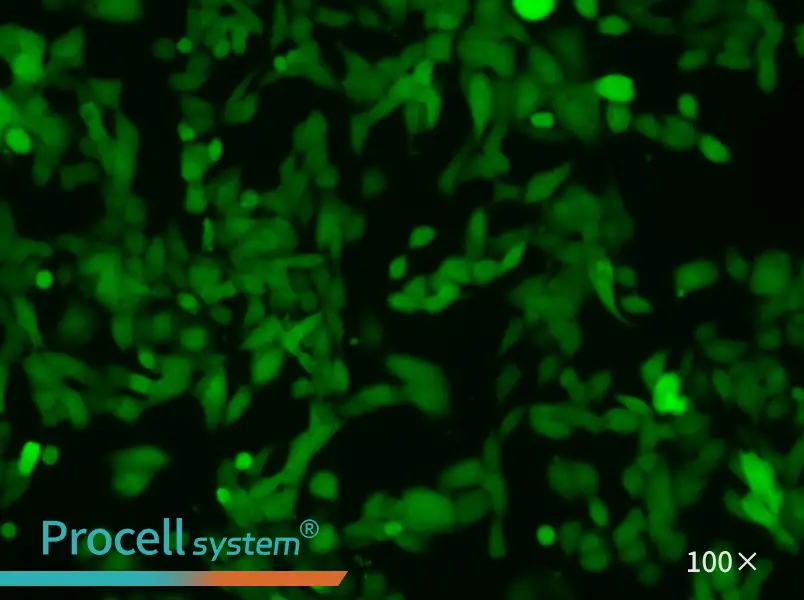 NCI-H446-LUC-EGFP Cell Complete Medium - 1