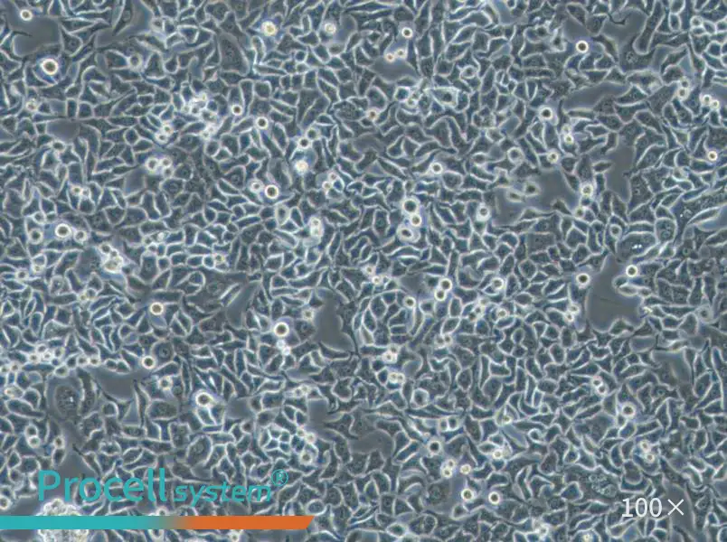 Hela S3 Cell Complete Medium - 3