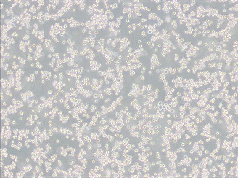 LLC-WRC 256 [Walker 256] Cell Complete Medium-searchlist-1