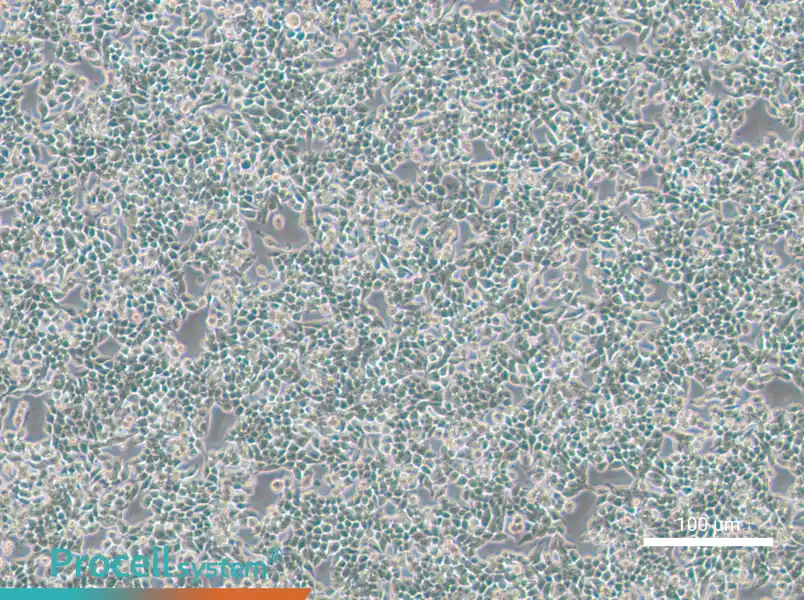 SW620-GFPSW620-GFP - 2