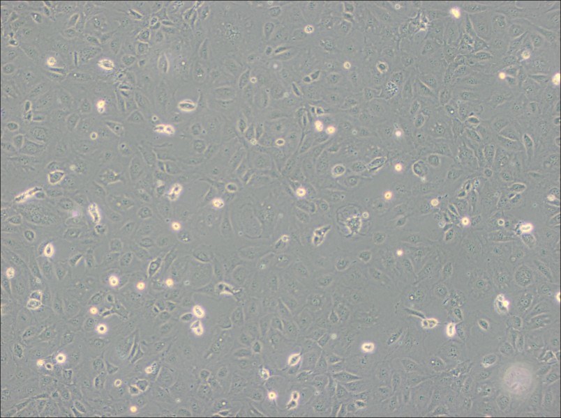 SVEC4-10 Cell Complete MediumSVEC4-10 Cell Complete Medium - 3