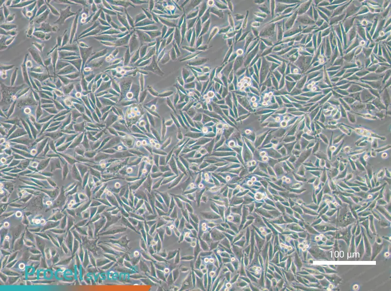 PC-3-GFP - 5