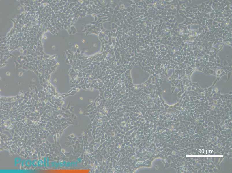 RD-ES Cell Complete MediumRD-ES Cell Complete Medium - 3