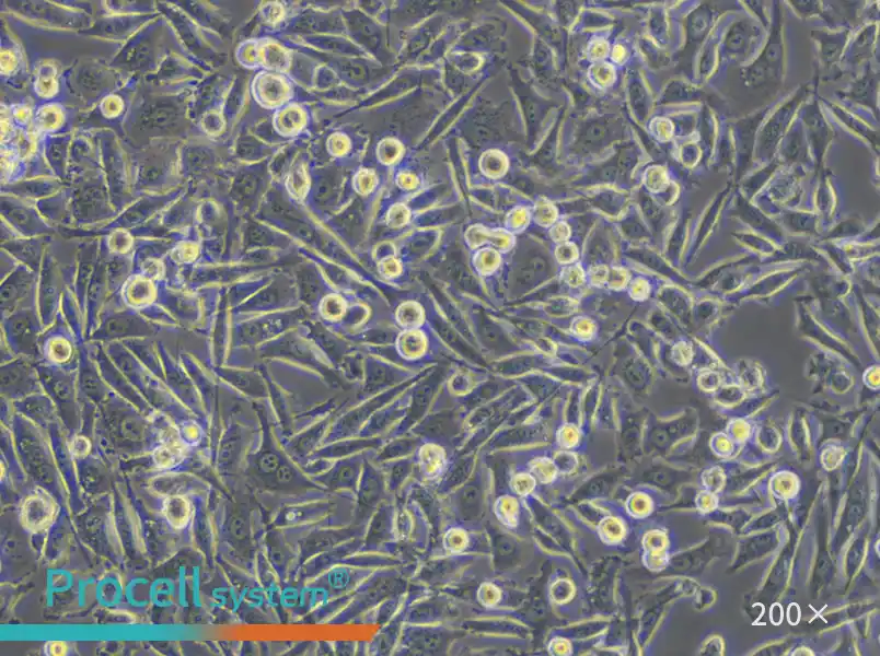 PC-3 Cell Complete Medium - small - 6