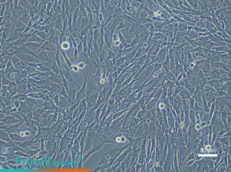 Mouse Lung Fibroblast (Primary cell immortalization) Complete MediumMouse Lung Fibroblast (Primary cell immortalization) Complete Medium - 4