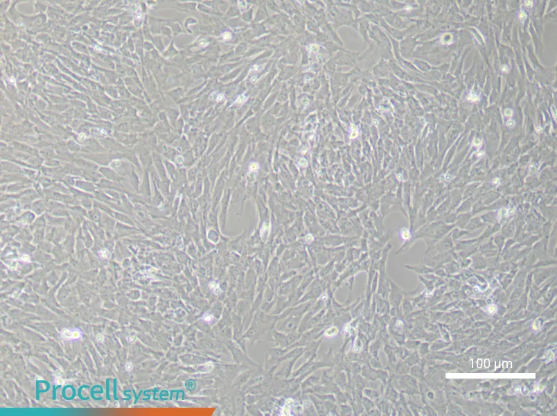 Rat Oral Mucosal Fibroblast Complete Medium - 2