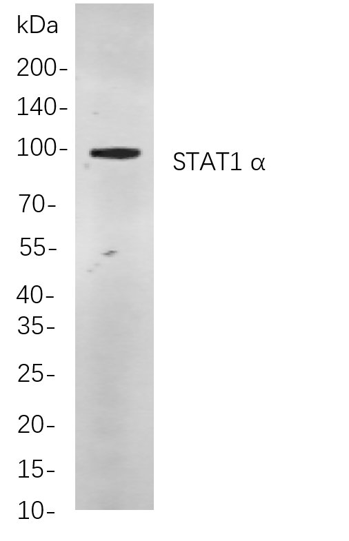 Recombinant STAT1 α Monoclonal Antibody-searchlist-1
