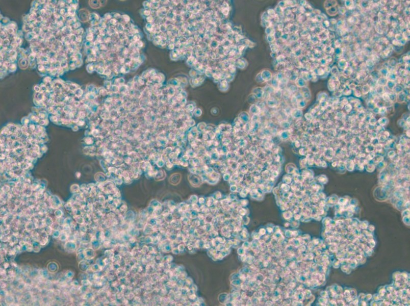 HuT 102 Cell Complete Medium - 6