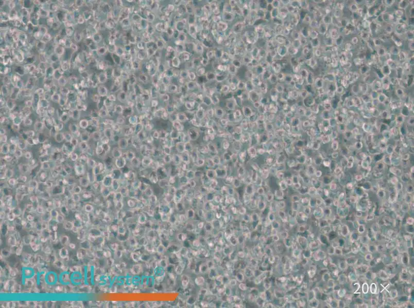 T2 Cell Complete Medium - small - 6