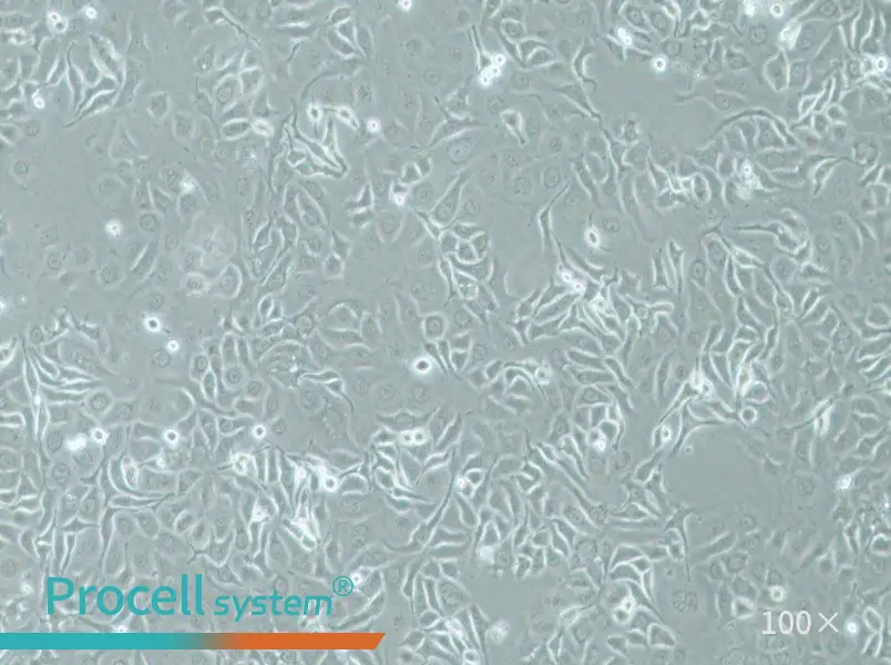 HCC1143 Cell Complete Medium - 3