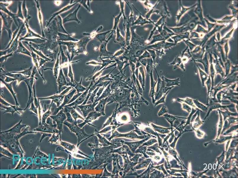 SK-MEL-2 Cell Complete Medium - small - 5