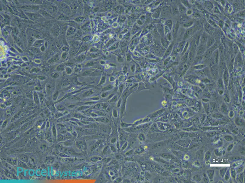Rat Renal Tubular Epithelial Cell Complete Medium - 5