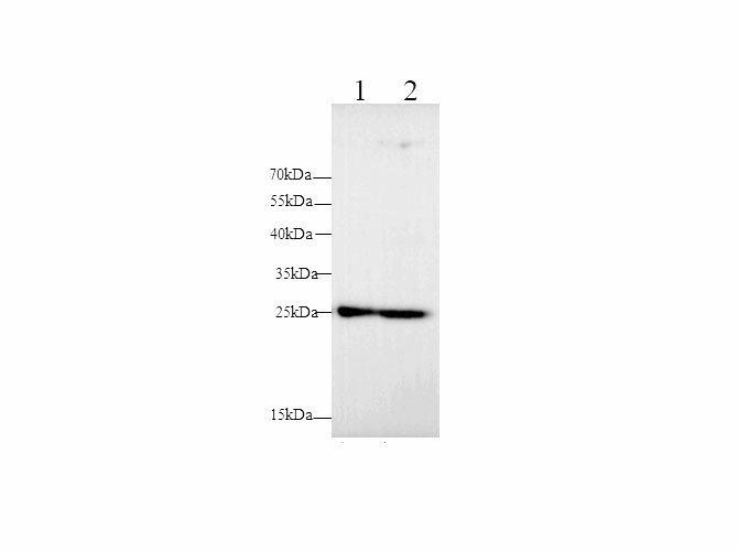 Western blot with MMP-7 Polyclonal antibody at dilution of 1:500.lane 1:HT-29 whole cell lysate, lane 2:PC-3 whole cell lysate