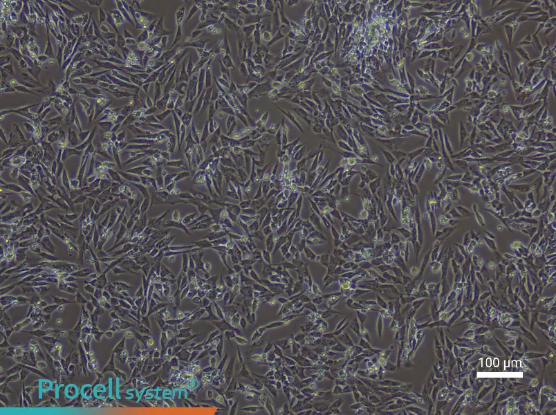 Rat Endometrial Stromal Cell Complete Medium - 2