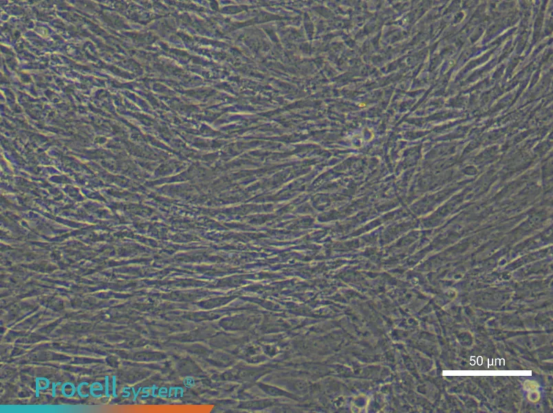 Mouse Tendon Stem/Progenitor Cell Complete Medium - 6