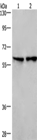 Western Blot analysis of Lovo cell and Mouse lung tissue using CD244 Polyclonal Antibody at dilution of 1:526