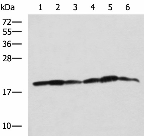 Western blot analysis of 293T K562 and HepG2 cell lysates  using BLOC1S6 Polyclonal Antibody at dilution of 1:650